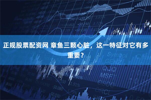 正规股票配资网 章鱼三颗心脏，这一特征对它有多重要？